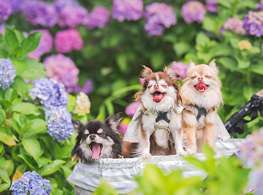 可愛い3匹の犬の写真